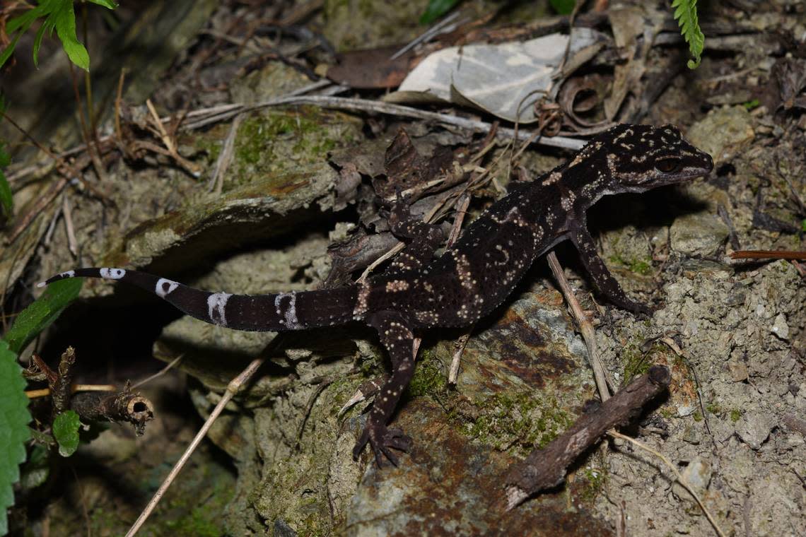 A Goniurosaurus nebulozonatus, or obscurely banded eyelid gecko.