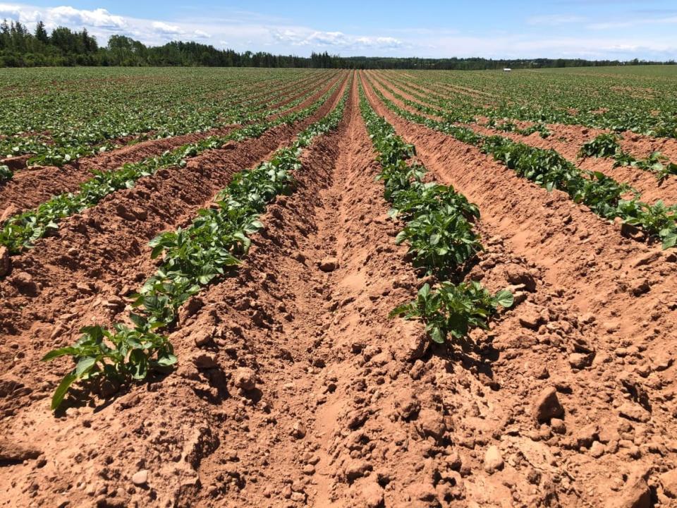 The Prince Edward Island Potato Board says fertilizer prices have increased by 75 to 100 per cent.  (Wayne Thibodeau/CBC - image credit)