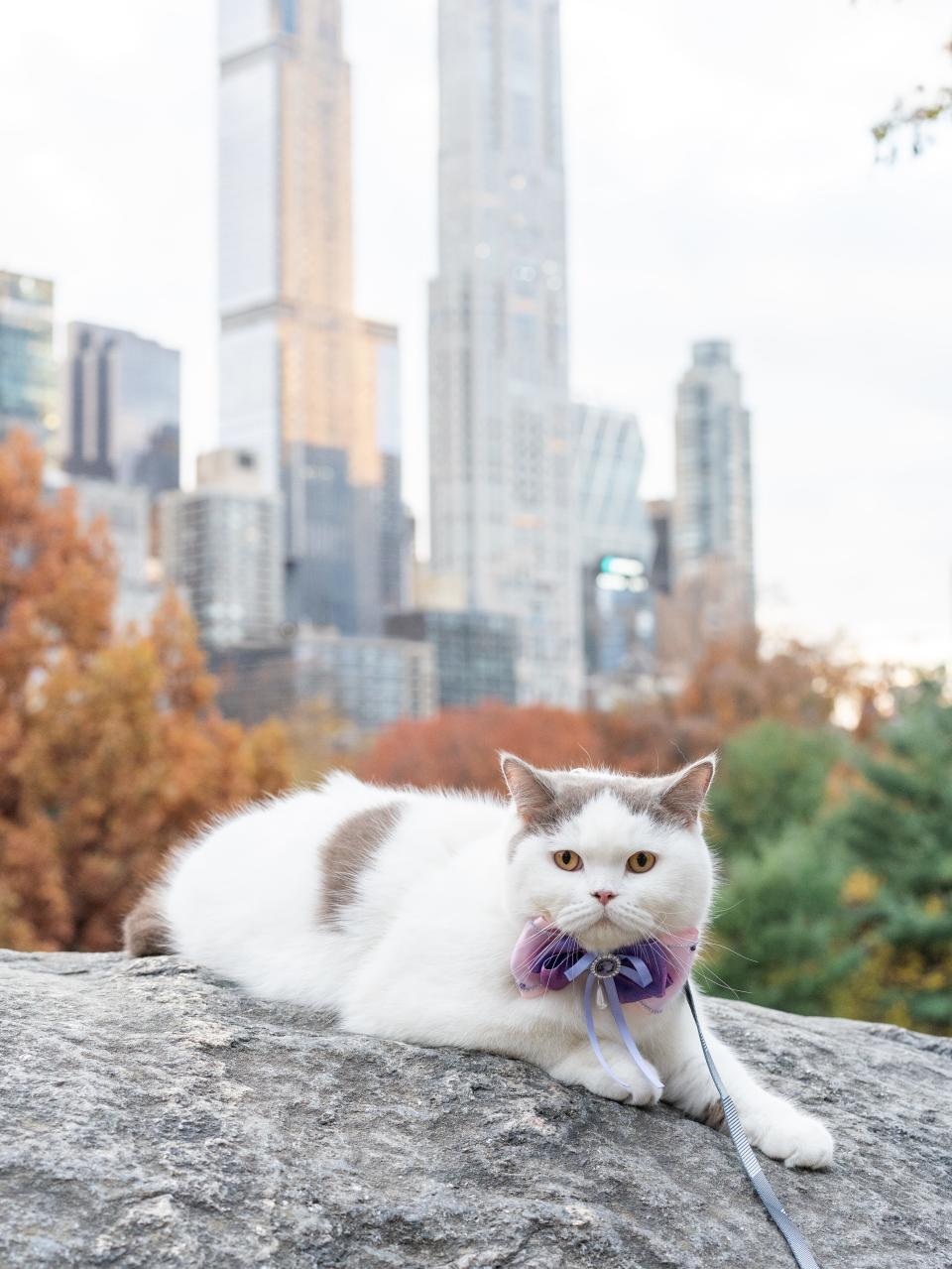 Donut posing on a rock in New York City.