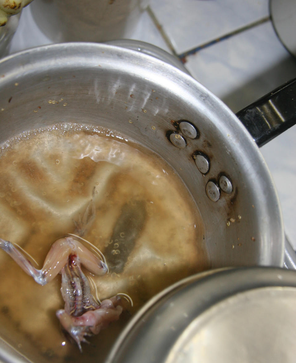 In this June 7, 2013 photo, a frog is seared in a pan at the stand of Mario Lopez inside the witches market in Lima, Peru. Lopez makes a folk cure from frogs that is purported to cure respiratory problems, impotence, anemia and work as an aphrodesiac. (AP Photo/Jody Kurash)