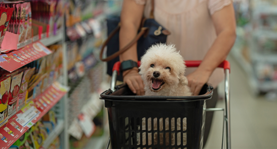 A dog in a trolley, amid debate about whether the animals should be allowed in shopping centre lifts. 