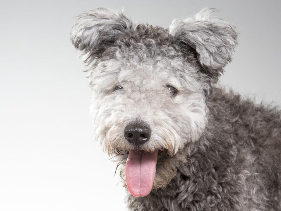 Pumi