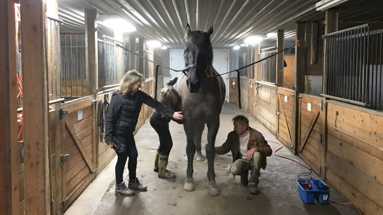 Musical Ride horses help build character and confidence for troubled youth