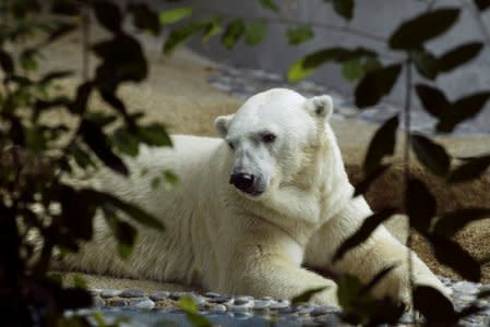 FILE PHOTO - Inuka the polar bear looks out from his enclosure at the Singapore Zoological Gardens February 25, 2004. REUTERS/David Loh/File Photo