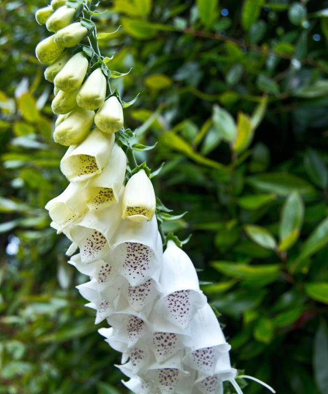 White flowers: 12 elegant choices for borders and pots