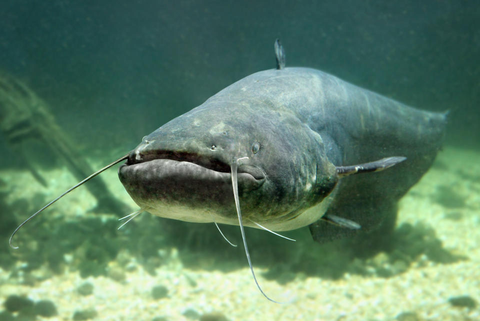 Underwater photo of The Catfish (Silurus Glanis).