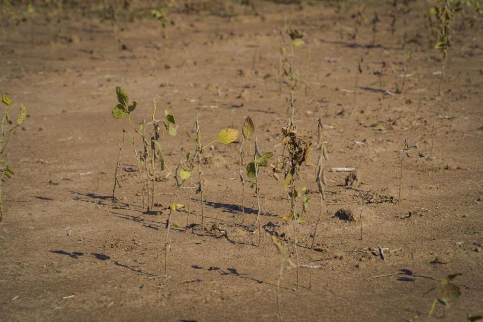 Planta de soja en un campo en la provincia de Santa Fe, Argentina, en medio de la sequía que atravesó el país hasta el primer semestre de 2023.