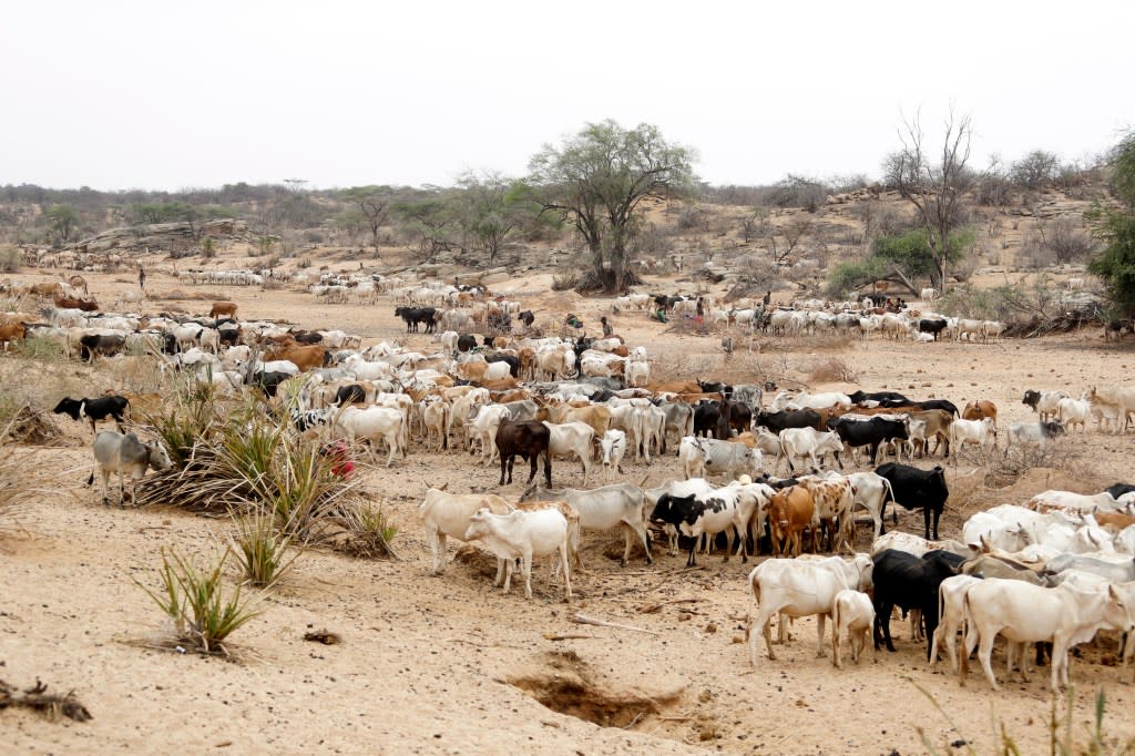 Five African countries suffer anthrax outbreaks, with 20 dead this year (AP Photo/Brian Inganga, File)