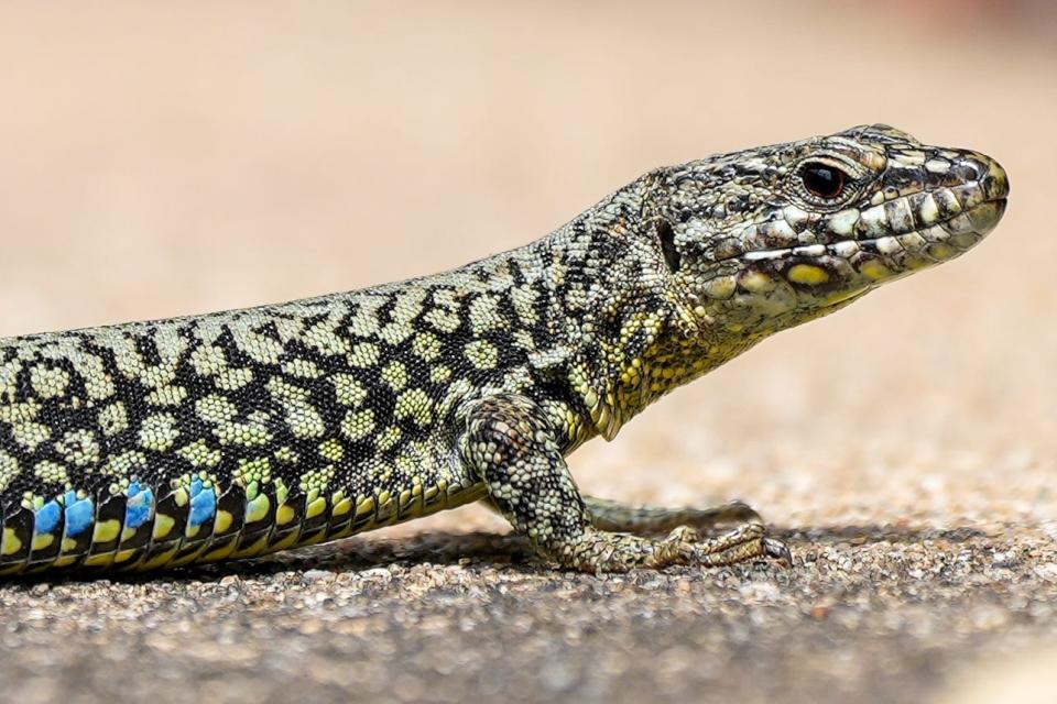 A common wall lizard, also known colloquially as the Lazarus lizard, basks in the sun on the pavement on Thursday, Aug. 17, 2023 at the Theodore M. Berry International Friendship Park in East End.