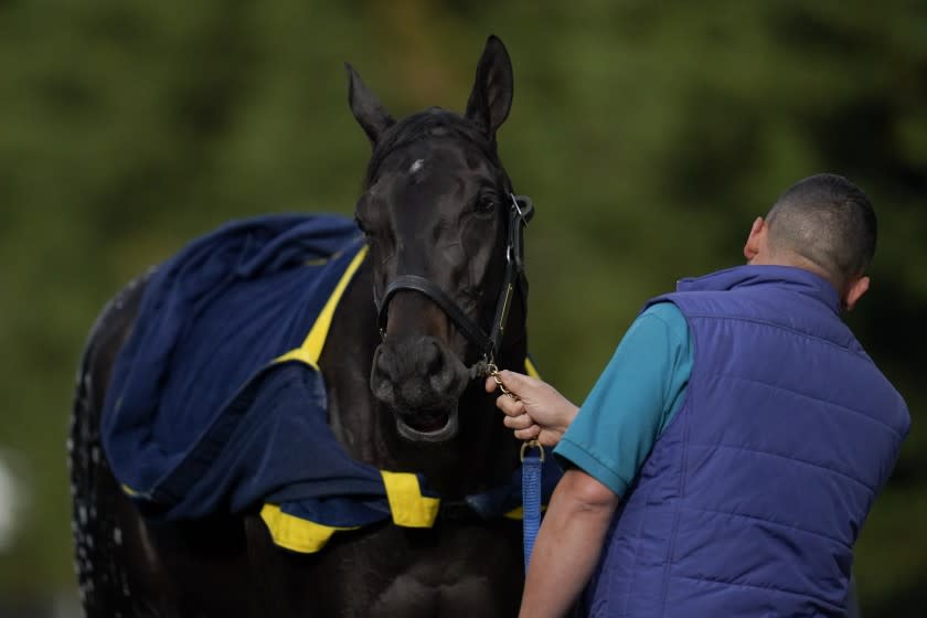 Kentucky Derby winner Medina Spirit is bathed after a workout May 12, 2021, ahead of the Preakness Stakes.