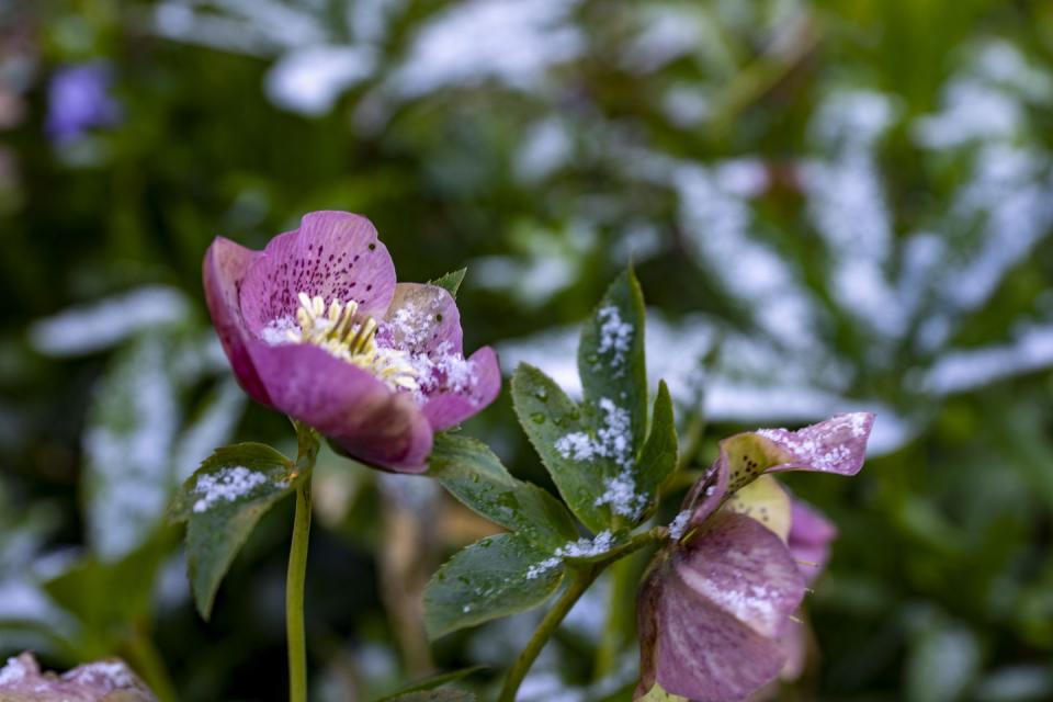 a close up of hellebore flowers dusted with snow