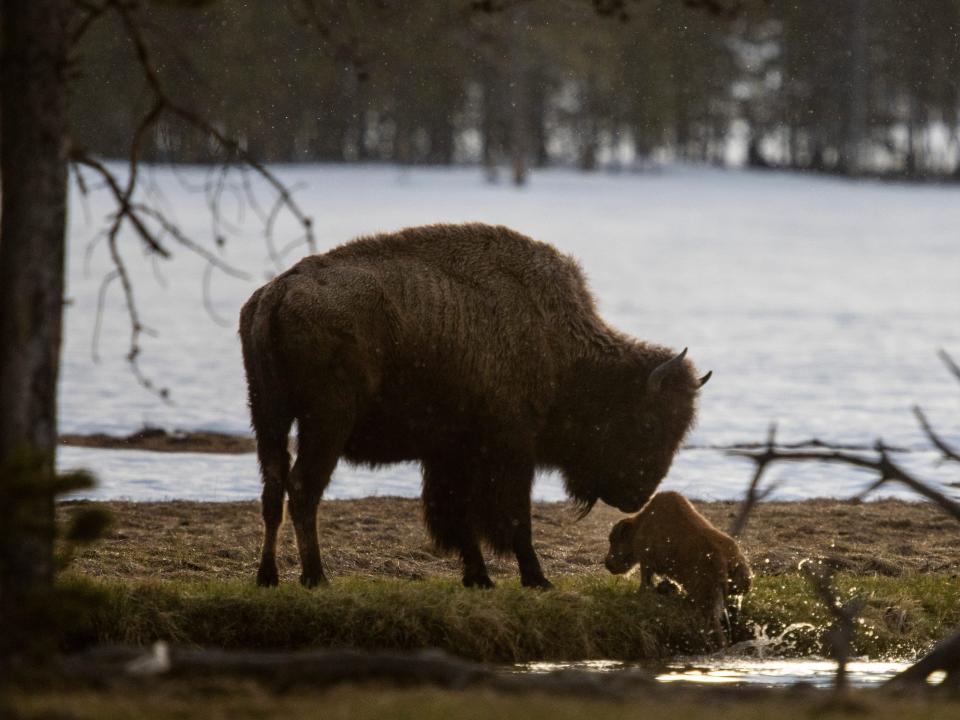 A mother bison watches as her calf struggles to climb out of a small creek after falling in Yellowstone Park.