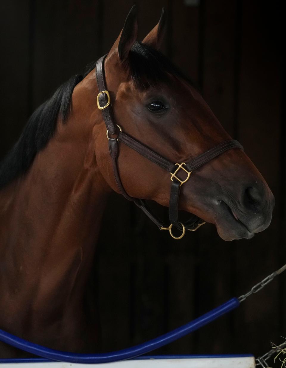 Kentucky Derby contender Practical Move inside his stall on Monday at Churchill Downs Monday morning May 1, 2023, in Louisville, Ky. May 6, 2023. The colt is trained by Tim Yakteen.