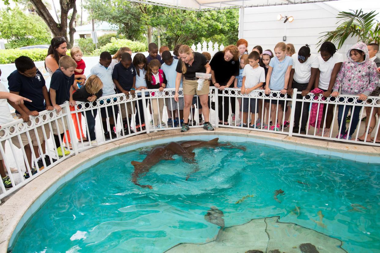 Don't miss the shark feeding at Sandoway House Nature Center.