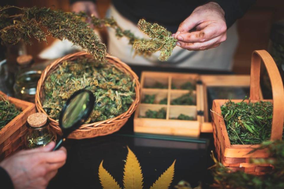 Examining Dry Cannabis Buds.