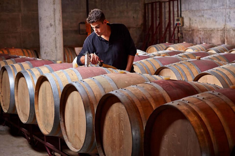 Winery worker fills up barrels in wine cellar