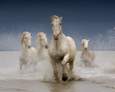 The iconic horses of the Camargue - Credit: BARBARA NEAL/IMAGES FROM BARBANNA