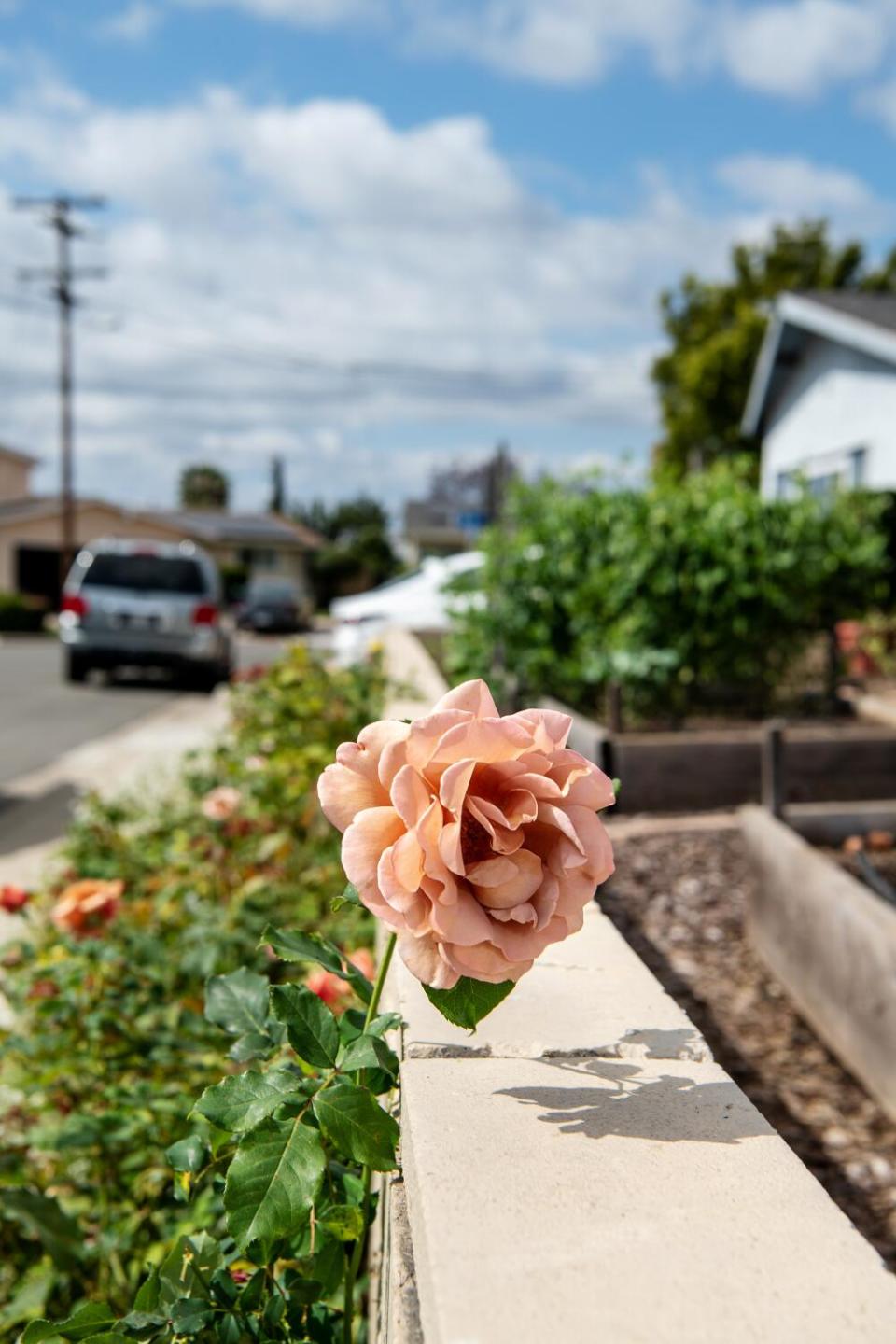 Salmon-colored roses grow along the sidewalk in front of Kellogg's home.