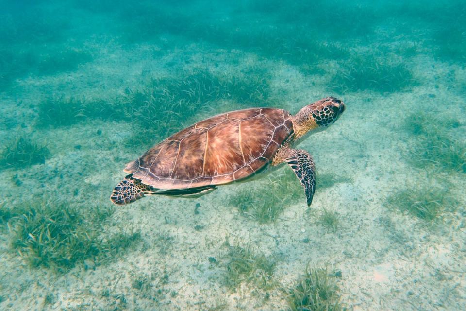 It’s very likely that you’ll spot leatherback turtles while snorkelling (Crystal Clear)