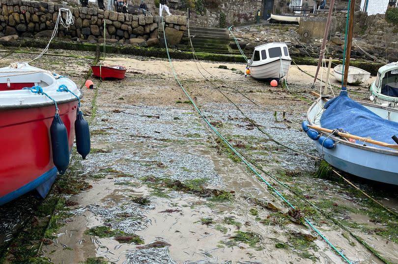 'Thousands' of sand eels washed up in Mousehole Harbour