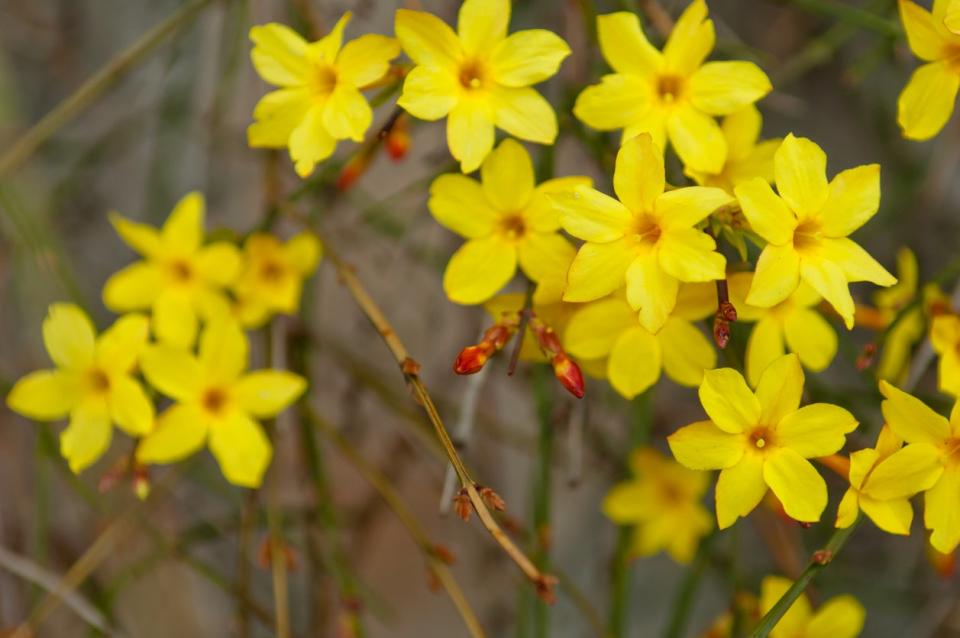 Winter jasmine or Jasminum nudiflorum deciduous shrub blooming with yellow flowers in early spring.