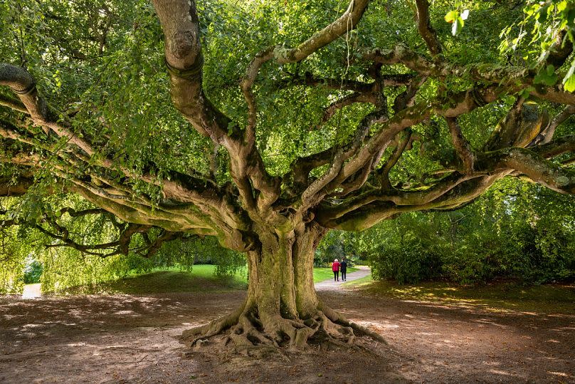 France's 'The Weeping Beech of Bayeux' tree, which took second place.