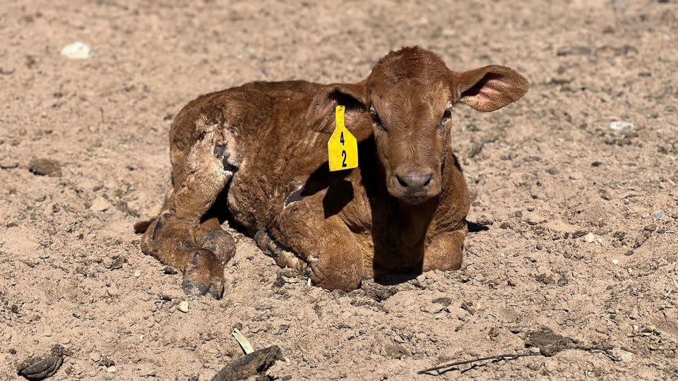 A calf burned in the wildfire lies down at Jack Fields' ranch. - Camila Bernal/CNN