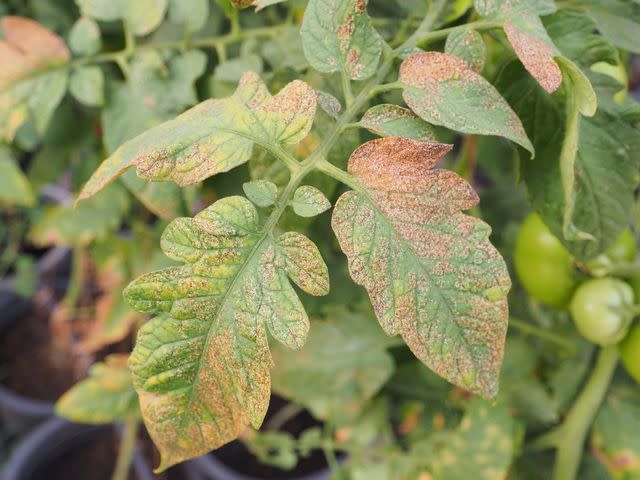 <p>burapa / Getty Images</p> Tospovirus in tomato, transmitted by thrips