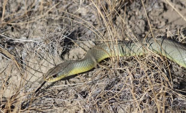 Hot weather is waking B.C. snakes from their slumber. Here's how to  identify them