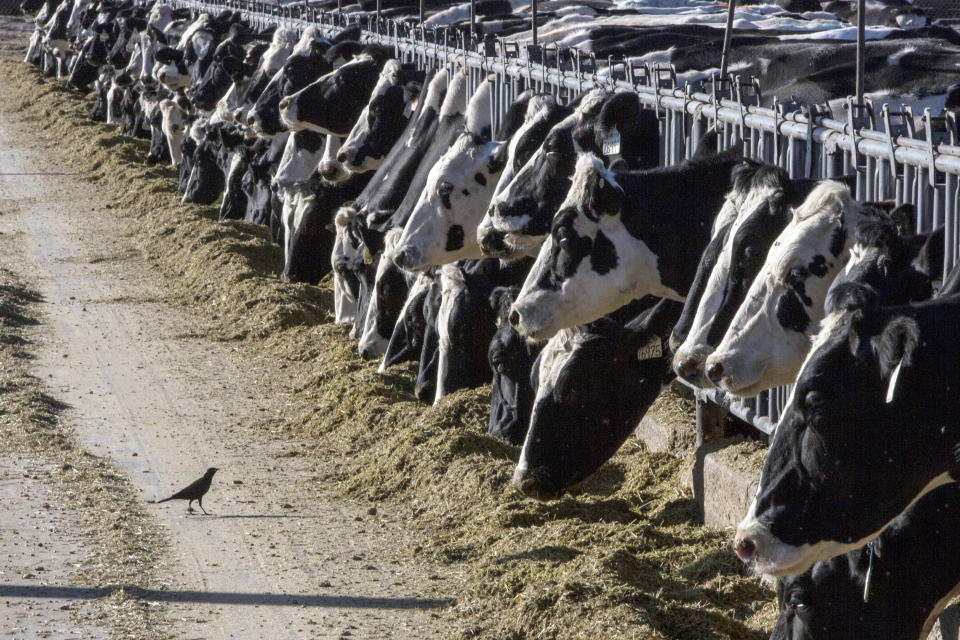 FILE - In this March 31, 2017, file photo, dairy cattle feed at a farm near Vado, N.M. On Friday, Oct. 8, 2021, The Associated Press reported on stories circulating online incorrectly claiming under the proposed infrastructure bill, farmers will be taxed for each cow, including $6,500 a year for dairy cows. (AP Photo/Rodrigo Abd, File)