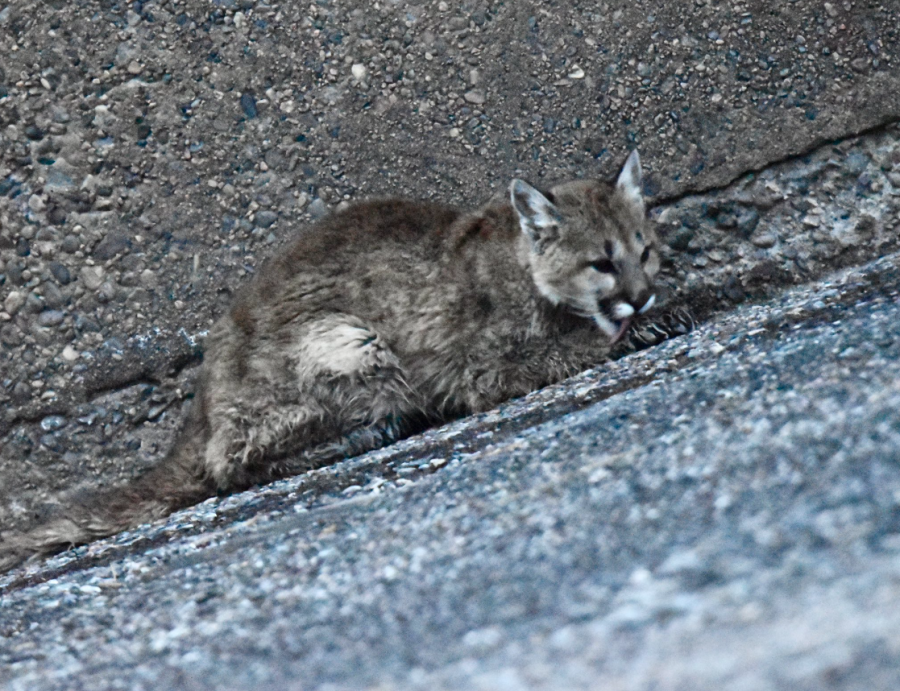 CPW rescues yearling mountain lions from spillway