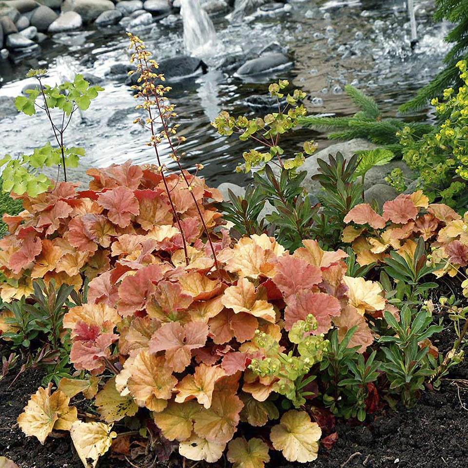This undated photo provided by Terra Nova Nurseries shows a NORTHERN EXPOSURE Amber coral bells plant. Nurseries and garden centers are expected to stock a plethora of similarly colored plants now that Pantone has named Peach Fuzz as its 2024 color of the year. (Terra Nova Nurseries via AP)