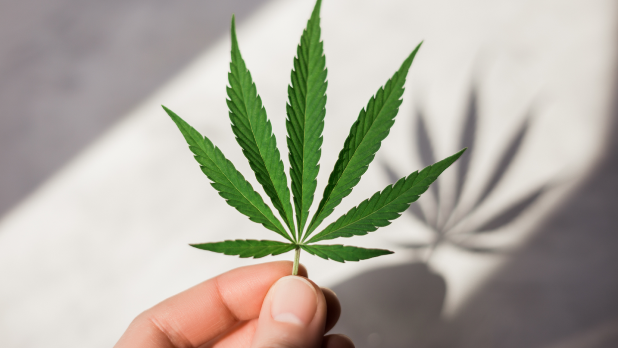 female fingers hold a beautiful hemp leaf in the sun, its shadow on a light background