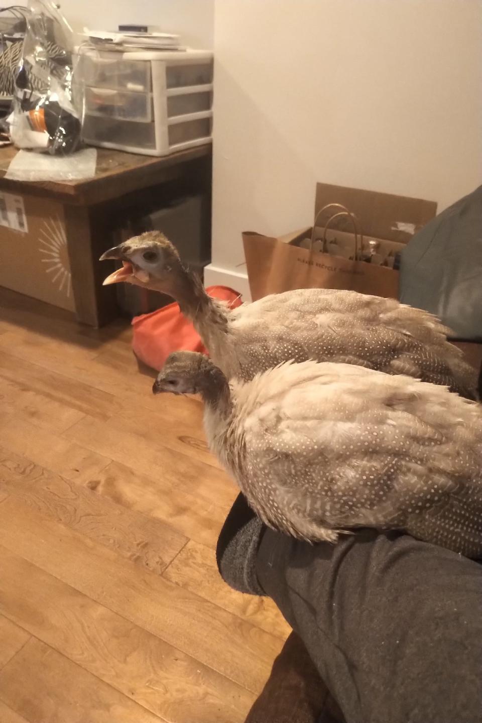 Arielle Reid's guinea fowl hens, Ghost and Darkness, were rehomed to Pemberton over concerns she may lose her court case and have them confiscated by the city. 