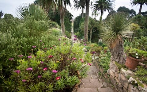 Tresco Annual Flower Count, Tresco Abbey Garden, Isles of Scilly. - Credit: Emily Whitfield-Wicks 