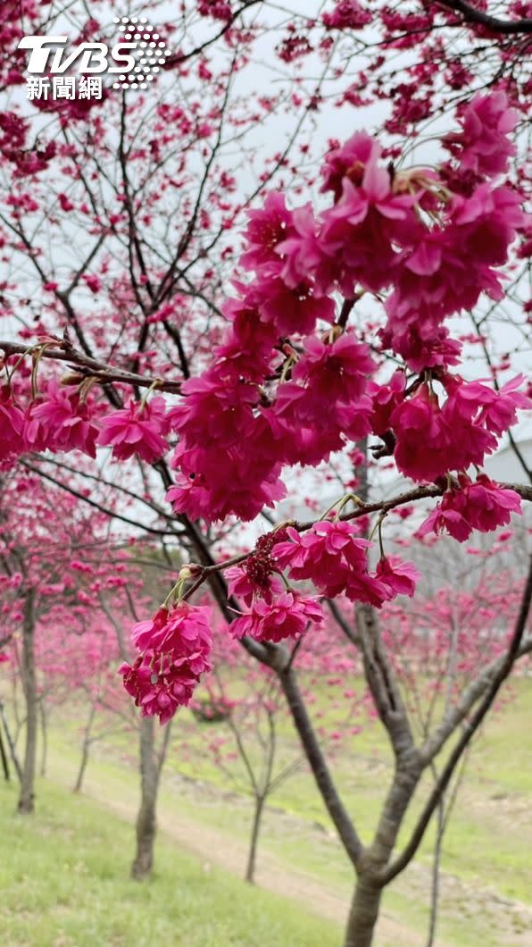 賞櫻不想長途奔勞累中科崴立櫻花公園八重櫻盛開燦爛。