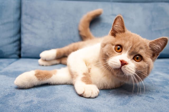 <p>SunRay BRI Cattery RU/Getty Images</p><p> </p> Bi-Color British Shorthair