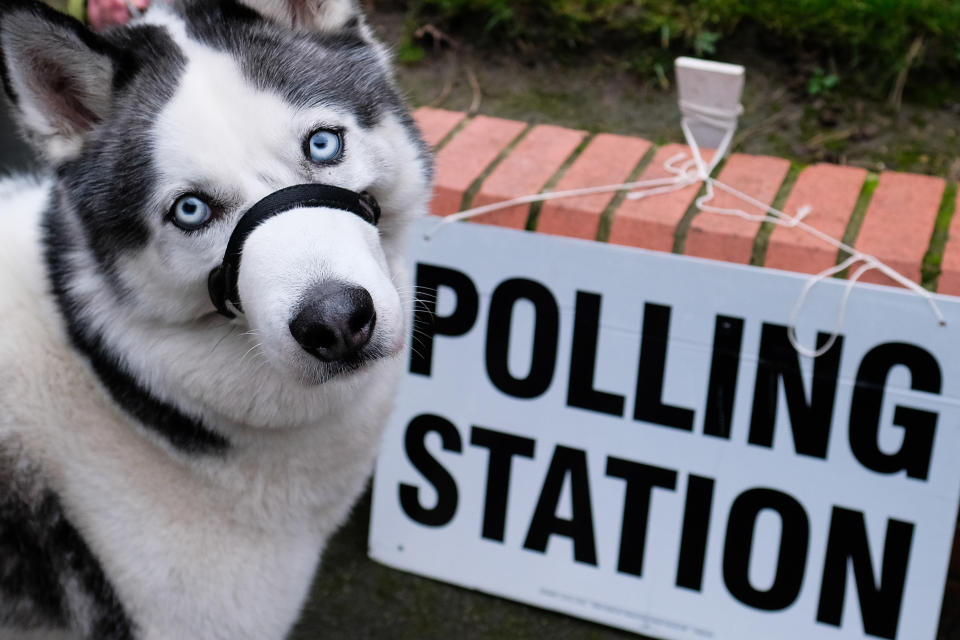 The eyes have it: This good boy waited for his owner in Hartlepool.