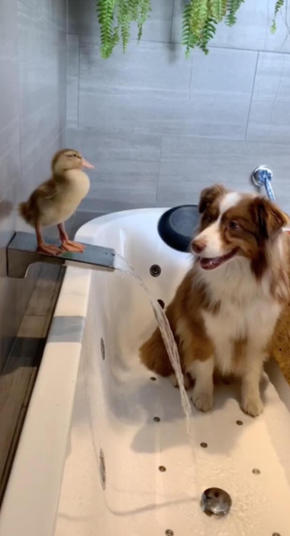 Die kleine Ente lebt mit Jäger und anderen Hunden im Haus. (Bild: Caters)