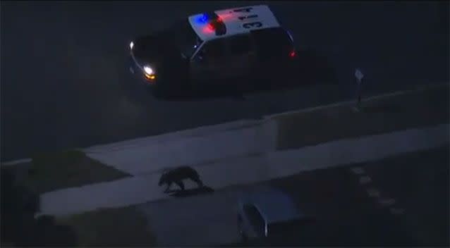 A two-year-old bear sent police on a chase through suburban LA. Source: YouTube