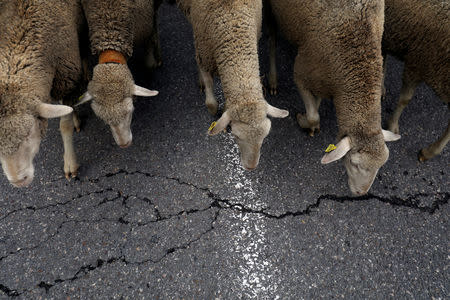 Sheep walk on the streets during the annual sheep parade through Madrid, Spain, October 21, 2018. REUTERS/Susana Vera