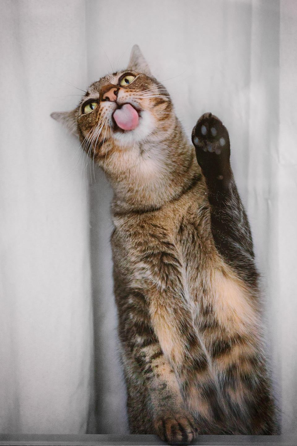 The couple adopted Pancake a few weeks prior to taking photos at the shelter. (Photo: K.Setani)