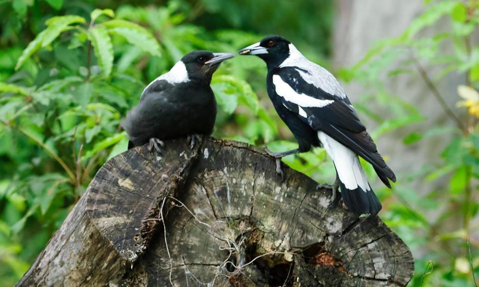 A magpie feeds its young.