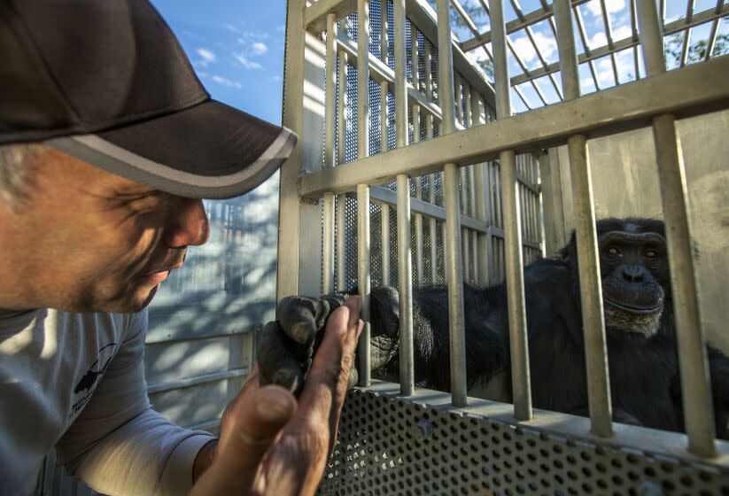 SYLMAR, CA-NOVEMBER 18, 2022: Anher Flores, the head of chimp care and compound manager at the Wildlife Waystation in the Angeles National Forest says goodbye to Connor, a 31 year old male chimpanzee, that was coaxed inside a transport cage at the shuttered Wildlife Waystation in the Angeles National Forest. 8 of the last 10 remaining chimpanzees at the Waystation were individually coaxed into transport cages and loaded into a moving van for a 1600 mile journey east to Chimp Haven in Keithville, Louisiana, the world's largest chimpanzee sanctuary. (Mel Melcon / Los Angeles Times)