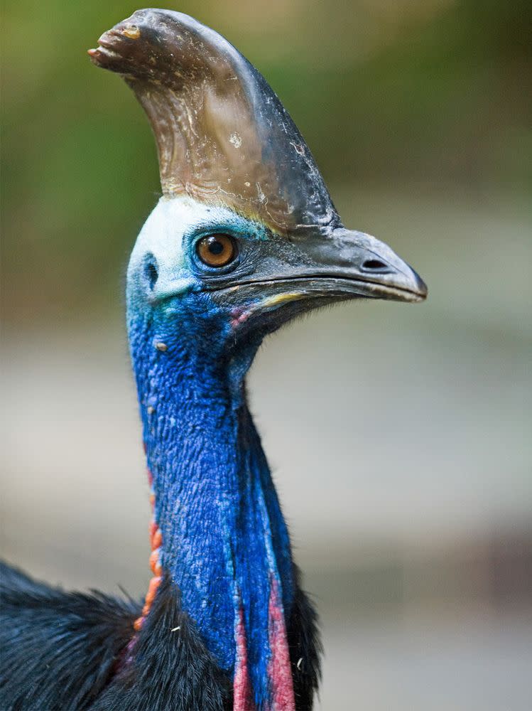 Cassowary | Education Images/UIG/Getty