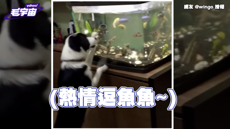 上輩子沒喝孟婆湯？愛犬熱衷捕魚-爸驚：貓轉世？