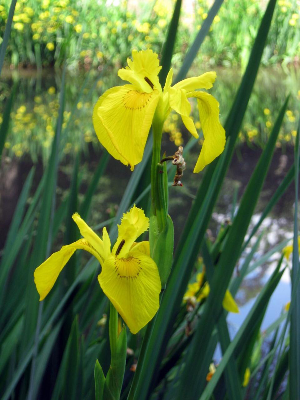 iris-012-copy.jpg