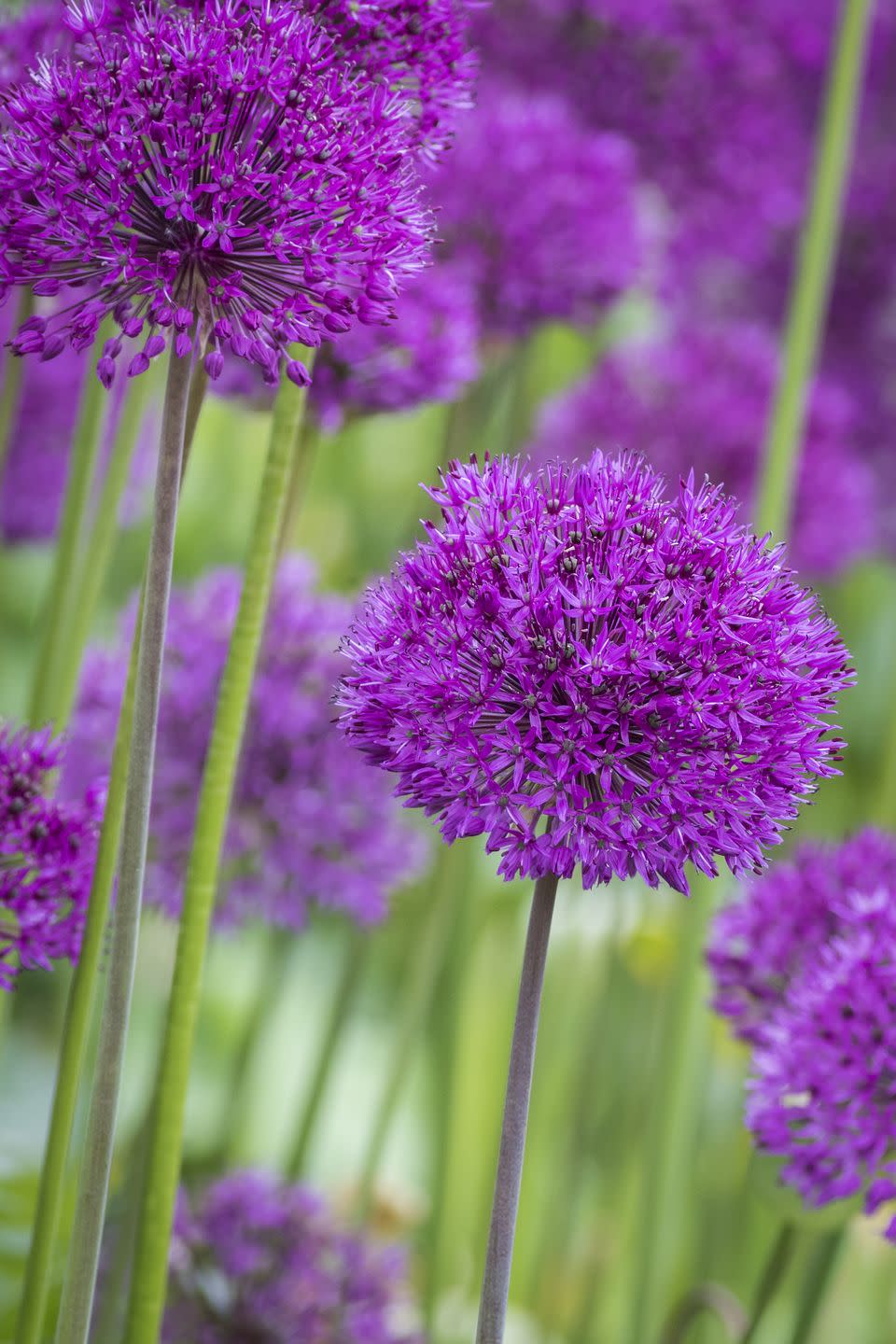 allium allium giganteum in full flower