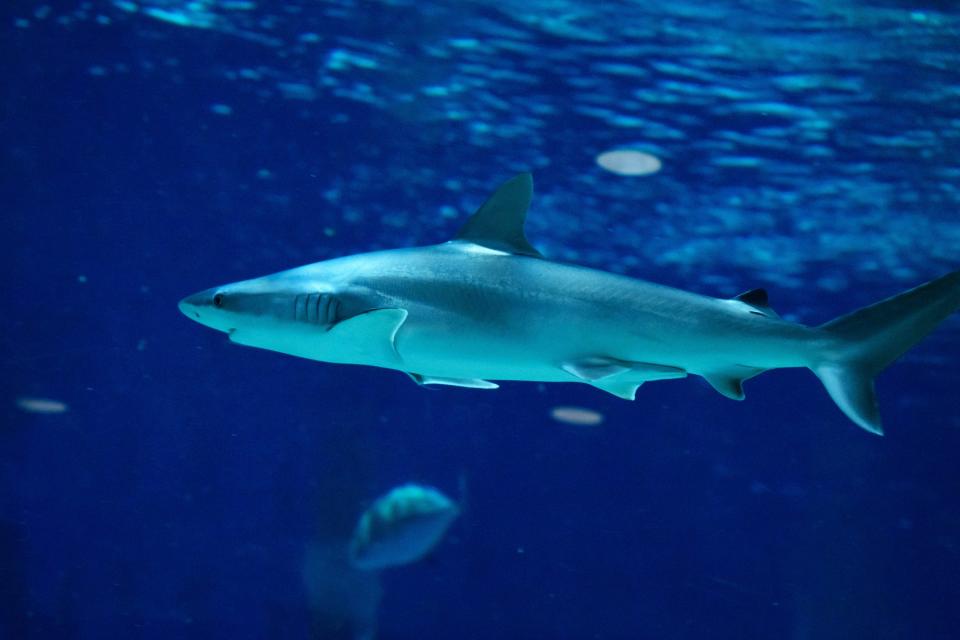 A Black Nose Shark swims past the glass viewing area at OdySea Aquarium on July 6, 2023, in Scottsdale.