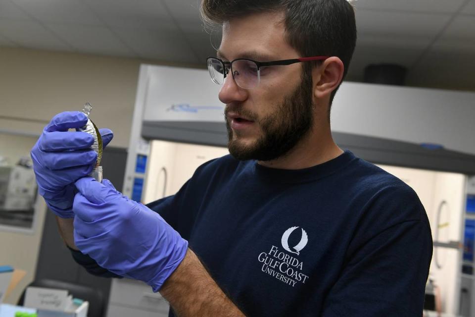 James Javeruski, staff chemist, works with curcumin in a lab at Mote Marine research facility in Sarasotaon Monday, March 21, 2023.